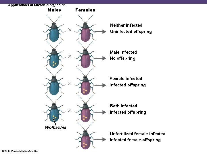 Applications of Microbiology 11. 1 b Males Females Neither infected Uninfected offspring Male infected