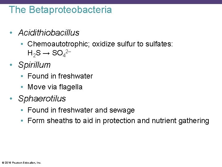 The Betaproteobacteria • Acidithiobacillus • Chemoautotrophic; oxidize sulfur to sulfates: H 2 S →