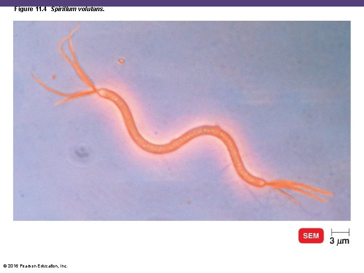 Figure 11. 4 Spirillum volutans. © 2016 Pearson Education, Inc. 