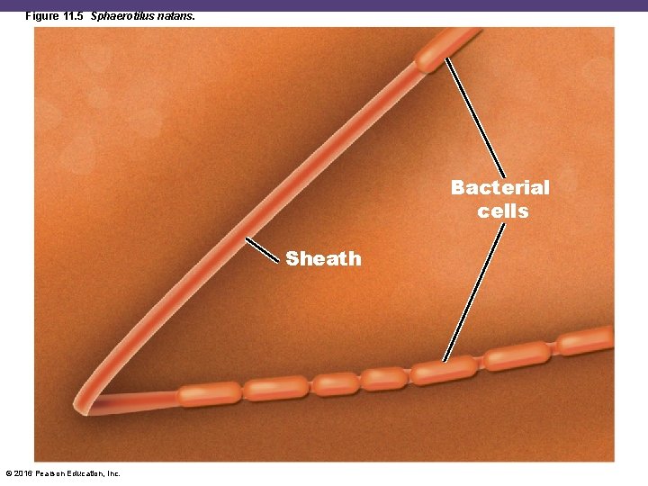 Figure 11. 5 Sphaerotilus natans. Bacterial cells Sheath © 2016 Pearson Education, Inc. 