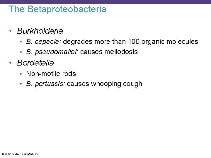 The Betaproteobacteria • Burkholderia • B. cepacia: degrades more than 100 organic molecules •