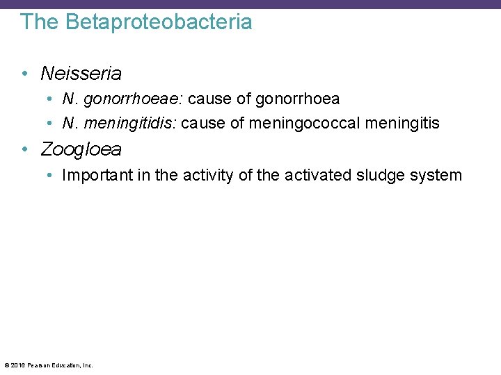The Betaproteobacteria • Neisseria • N. gonorrhoeae: cause of gonorrhoea • N. meningitidis: cause