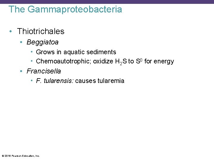The Gammaproteobacteria • Thiotrichales • Beggiatoa • Grows in aquatic sediments • Chemoautotrophic; oxidize