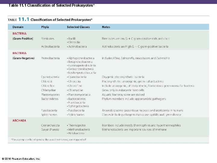 Table 11. 1 Classification of Selected Prokaryotes* © 2016 Pearson Education, Inc. 