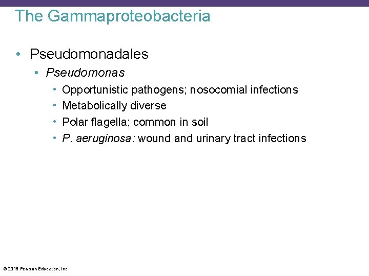 The Gammaproteobacteria • Pseudomonadales • Pseudomonas • • Opportunistic pathogens; nosocomial infections Metabolically diverse
