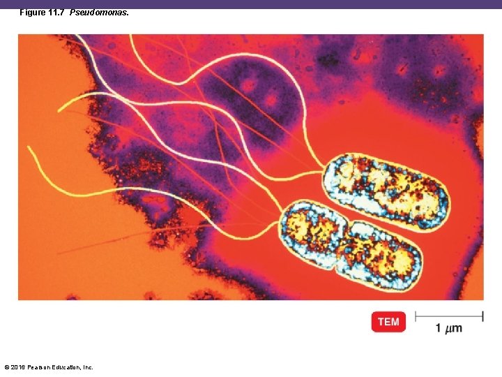 Figure 11. 7 Pseudomonas. © 2016 Pearson Education, Inc. 
