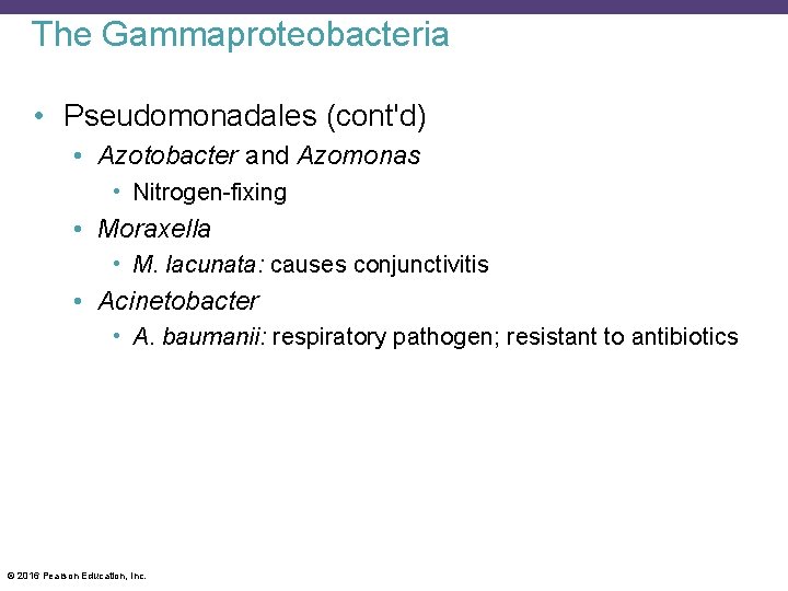 The Gammaproteobacteria • Pseudomonadales (cont'd) • Azotobacter and Azomonas • Nitrogen-fixing • Moraxella •