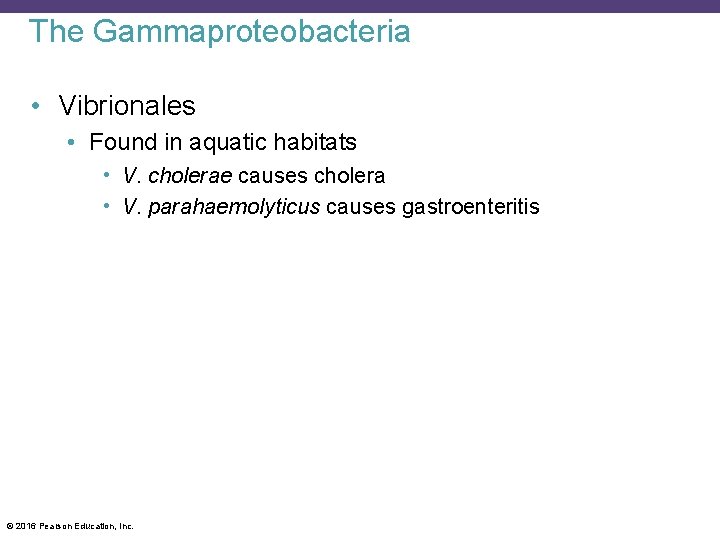 The Gammaproteobacteria • Vibrionales • Found in aquatic habitats • V. cholerae causes cholera