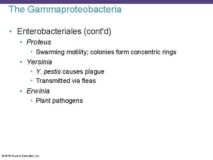 The Gammaproteobacteria • Enterobacteriales (cont'd) • Proteus • Swarming motility; colonies form concentric rings