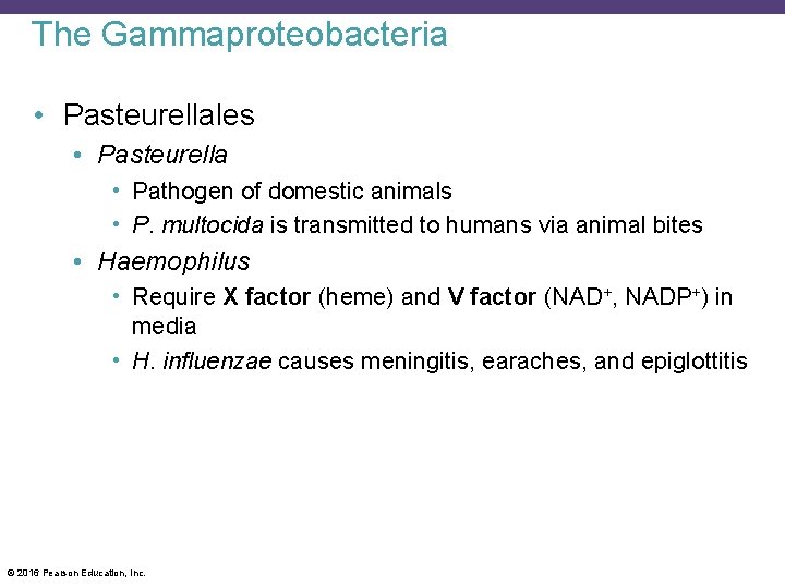The Gammaproteobacteria • Pasteurellales • Pasteurella • Pathogen of domestic animals • P. multocida