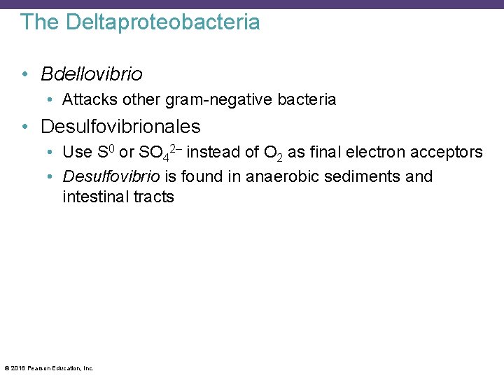 The Deltaproteobacteria • Bdellovibrio • Attacks other gram-negative bacteria • Desulfovibrionales • Use S