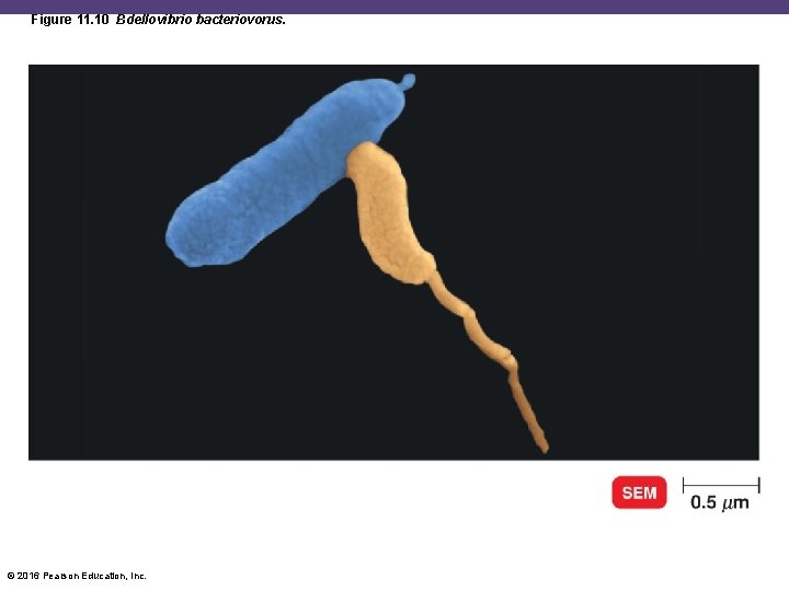 Figure 11. 10 Bdellovibrio bacteriovorus. © 2016 Pearson Education, Inc. 
