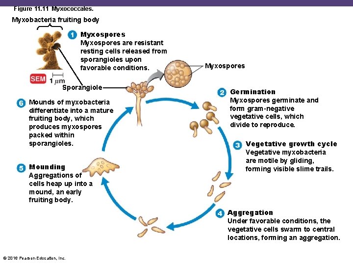 Figure 11. 11 Myxococcales. Myxobacteria fruiting body Myxospores are resistant resting cells released from