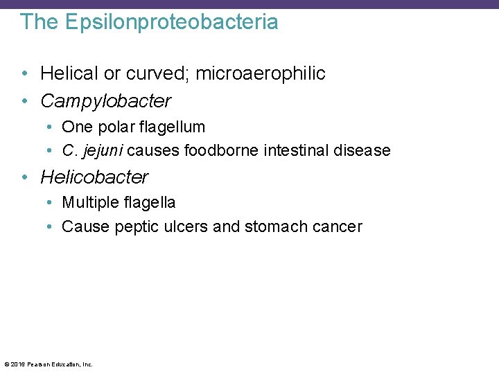 The Epsilonproteobacteria • Helical or curved; microaerophilic • Campylobacter • One polar flagellum •