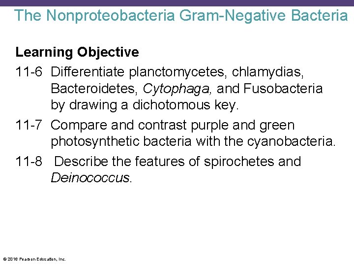The Nonproteobacteria Gram-Negative Bacteria Learning Objective 11 -6 Differentiate planctomycetes, chlamydias, Bacteroidetes, Cytophaga, and