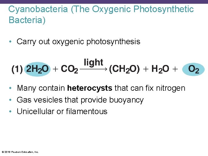 Cyanobacteria (The Oxygenic Photosynthetic Bacteria) • Carry out oxygenic photosynthesis • Many contain heterocysts
