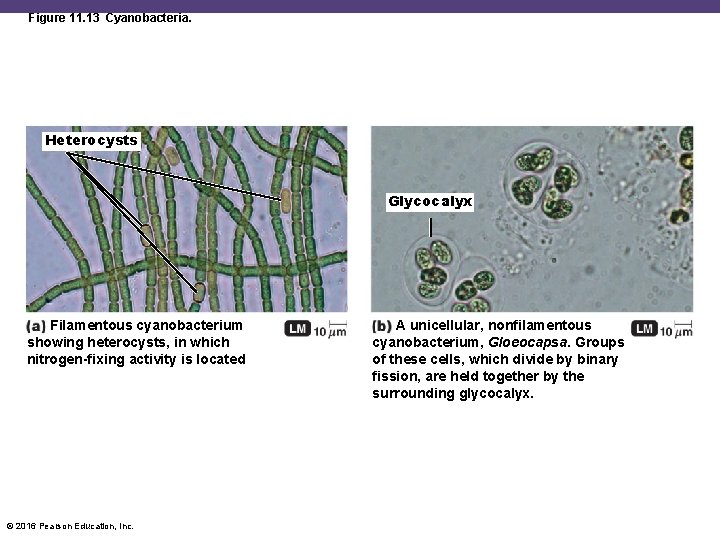 Figure 11. 13 Cyanobacteria. Heterocysts Glycocalyx Filamentous cyanobacterium showing heterocysts, in which nitrogen-fixing activity