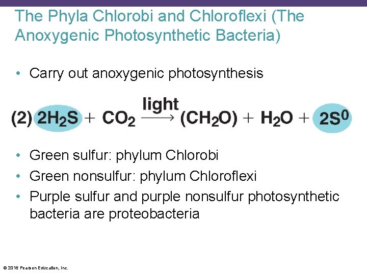The Phyla Chlorobi and Chloroflexi (The Anoxygenic Photosynthetic Bacteria) • Carry out anoxygenic photosynthesis