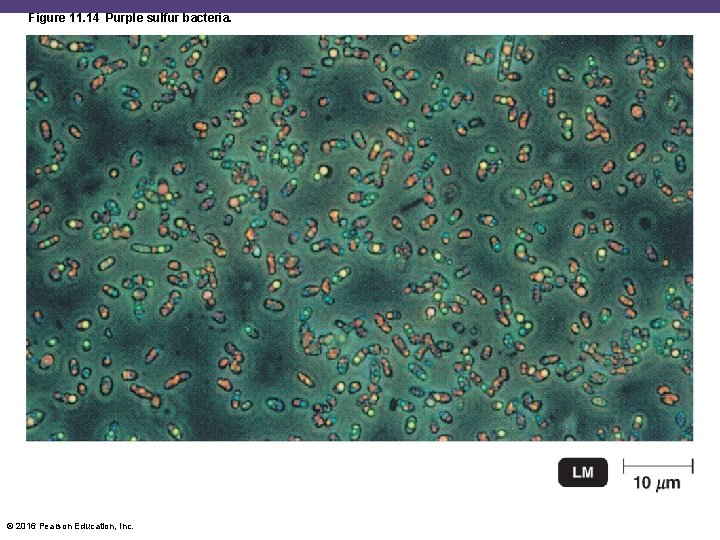 Figure 11. 14 Purple sulfur bacteria. © 2016 Pearson Education, Inc. 