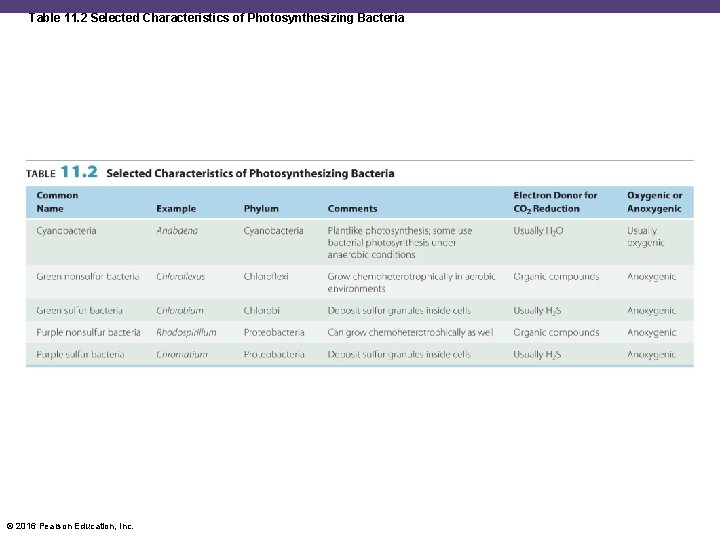 Table 11. 2 Selected Characteristics of Photosynthesizing Bacteria © 2016 Pearson Education, Inc. 