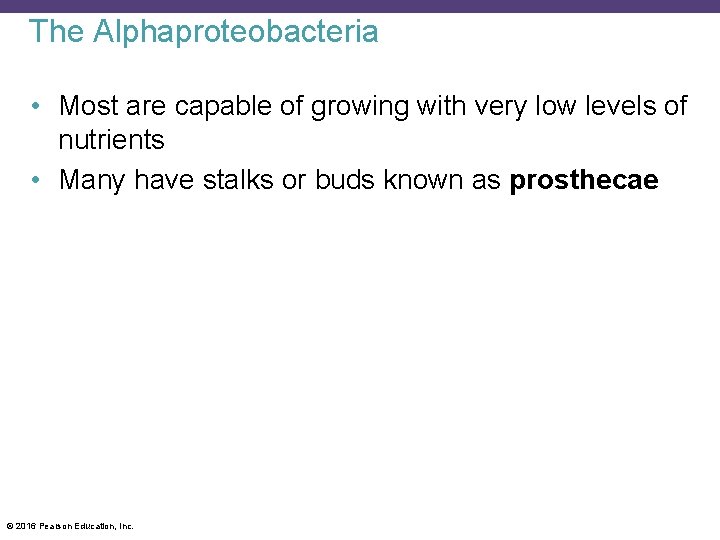 The Alphaproteobacteria • Most are capable of growing with very low levels of nutrients