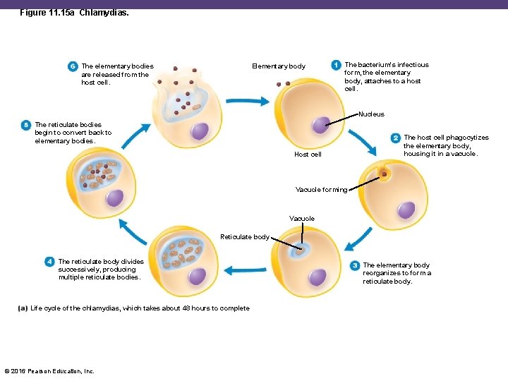 Figure 11. 15 a Chlamydias. Elementary body The elementary bodies are released from the