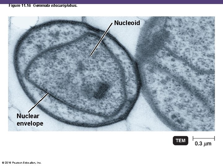 Figure 11. 16 Gemmata obscuriglobus. Nucleoid Nuclear envelope © 2016 Pearson Education, Inc. 