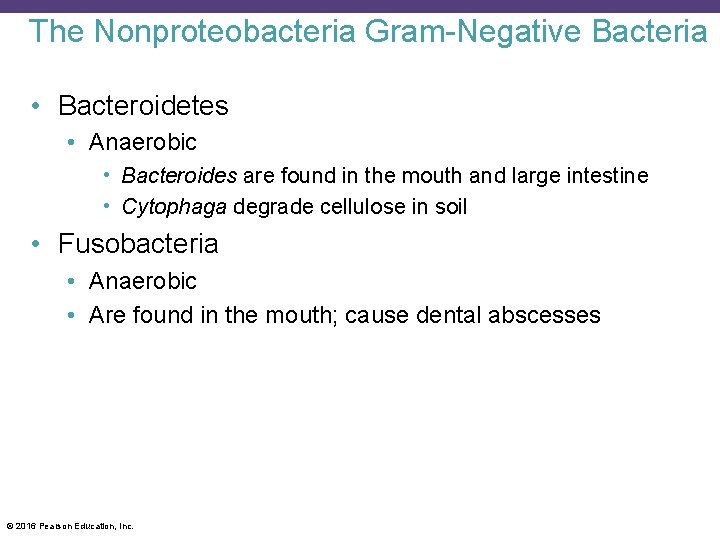 The Nonproteobacteria Gram-Negative Bacteria • Bacteroidetes • Anaerobic • Bacteroides are found in the