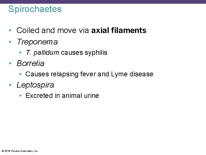 Spirochaetes • Coiled and move via axial filaments • Treponema • T. pallidum causes