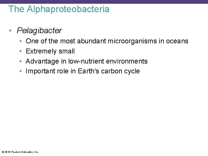 The Alphaproteobacteria • Pelagibacter • • One of the most abundant microorganisms in oceans