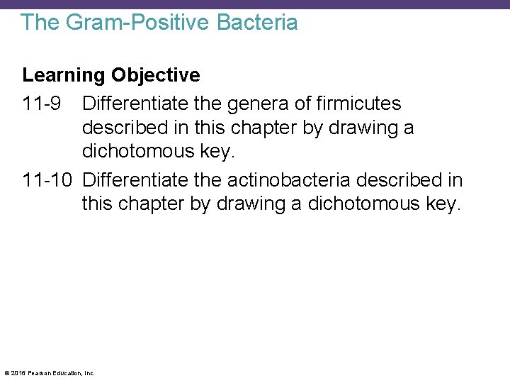 The Gram-Positive Bacteria Learning Objective 11 -9 Differentiate the genera of firmicutes described in