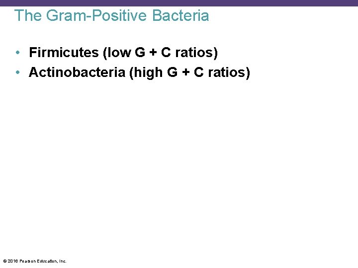 The Gram-Positive Bacteria • Firmicutes (low G + C ratios) • Actinobacteria (high G