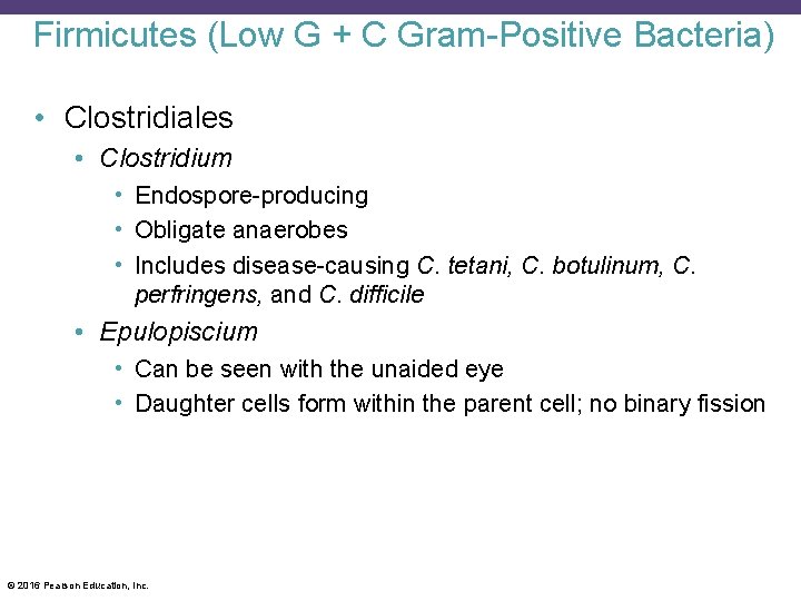 Firmicutes (Low G + C Gram-Positive Bacteria) • Clostridiales • Clostridium • Endospore-producing •