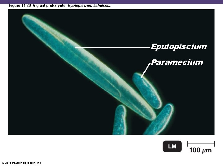 Figure 11. 20 A giant prokaryote, Epulopiscium fishelsoni. Epulopiscium Paramecium © 2016 Pearson Education,