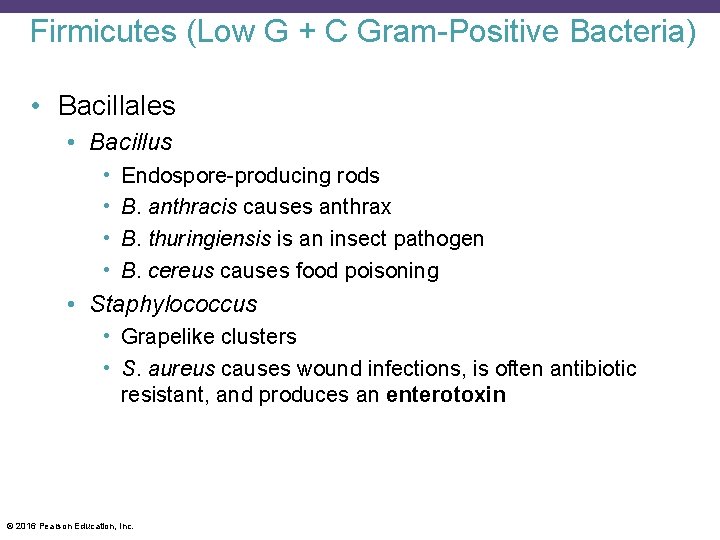 Firmicutes (Low G + C Gram-Positive Bacteria) • Bacillales • Bacillus • • Endospore-producing