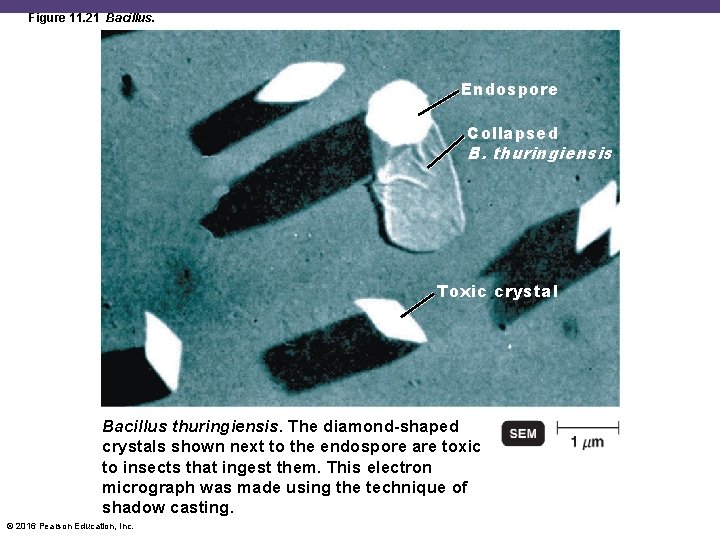 Figure 11. 21 Bacillus. Endospore Collapsed B. thuringiensis Toxic crystal Bacillus thuringiensis. The diamond-shaped