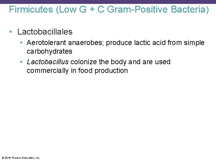 Firmicutes (Low G + C Gram-Positive Bacteria) • Lactobacillales • Aerotolerant anaerobes; produce lactic