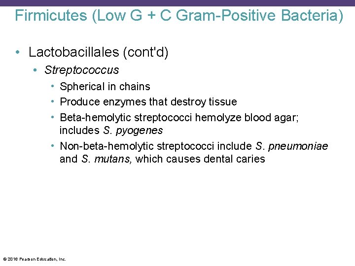 Firmicutes (Low G + C Gram-Positive Bacteria) • Lactobacillales (cont'd) • Streptococcus • Spherical
