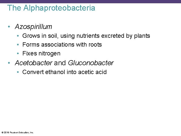 The Alphaproteobacteria • Azospirillum • Grows in soil, using nutrients excreted by plants •