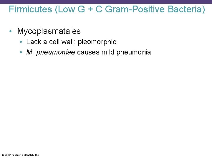 Firmicutes (Low G + C Gram-Positive Bacteria) • Mycoplasmatales • Lack a cell wall;