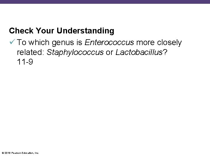 Check Your Understanding To which genus is Enterococcus more closely related: Staphylococcus or Lactobacillus?