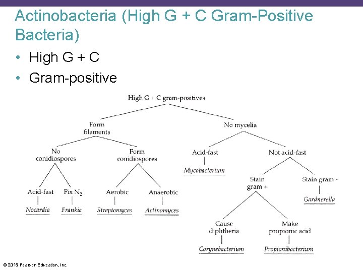 Actinobacteria (High G + C Gram-Positive Bacteria) • High G + C • Gram-positive