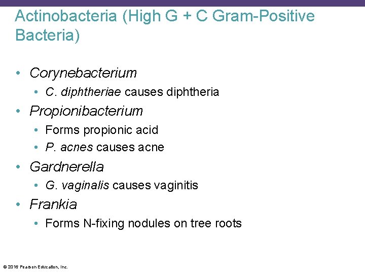 Actinobacteria (High G + C Gram-Positive Bacteria) • Corynebacterium • C. diphtheriae causes diphtheria