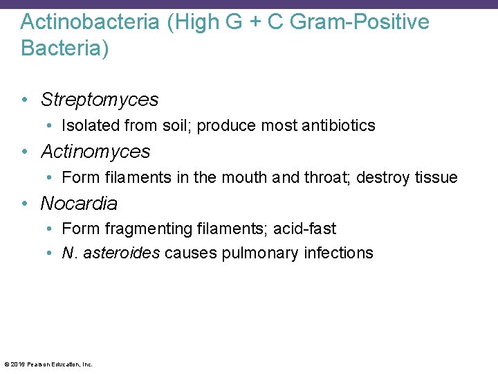 Actinobacteria (High G + C Gram-Positive Bacteria) • Streptomyces • Isolated from soil; produce