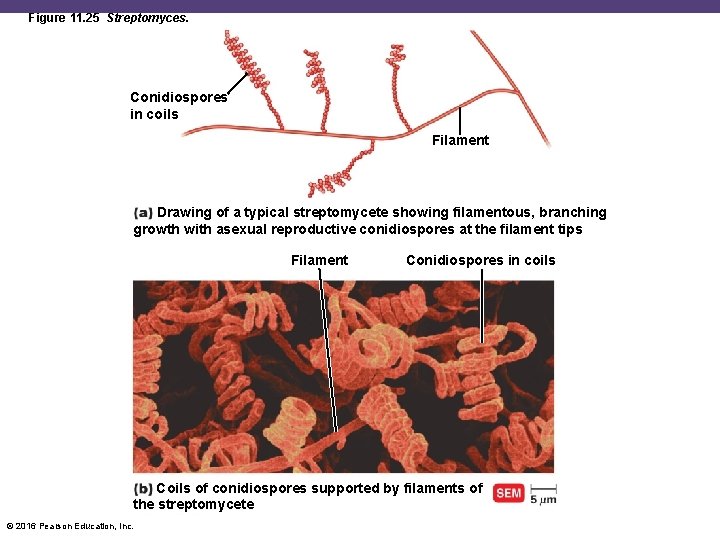 Figure 11. 25 Streptomyces. Conidiospores in coils Filament Drawing of a typical streptomycete showing