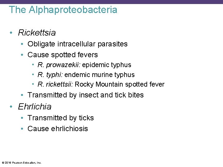 The Alphaproteobacteria • Rickettsia • Obligate intracellular parasites • Cause spotted fevers • R.