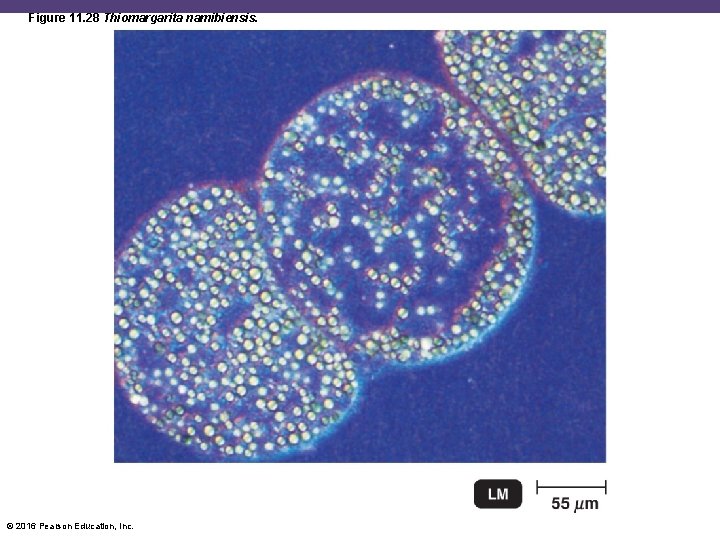 Figure 11. 28 Thiomargarita namibiensis. © 2016 Pearson Education, Inc. 