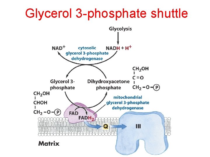 Glycerol 3 -phosphate shuttle 