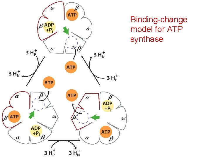 Binding-change model for ATP synthase 