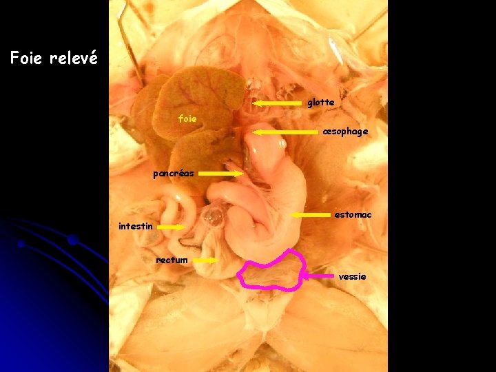 Foie relevé glotte foie œsophage pancréas estomac intestin rectum vessie 
